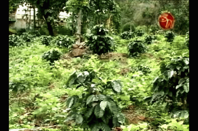 Refinanciamiento a caficultores. Refinanciamiento a caficultores.