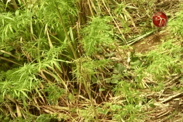 Encontraron una plantación. Encontraron una plantación.