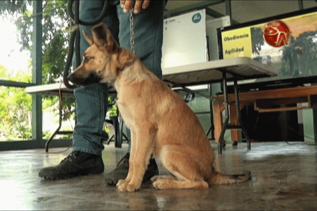 Sobre adiestramiento canino. Sobre adiestramiento canino.
