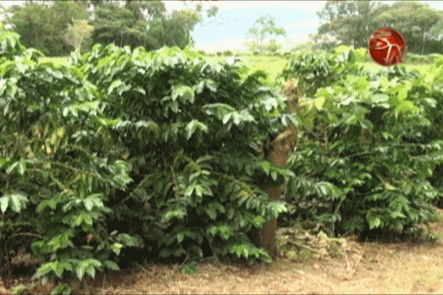 Cafetales. Cafetales.