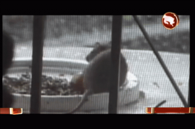 Los orines de las ratas la transmiten. Los orines de las ratas la transmiten.