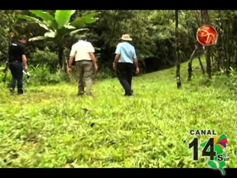 Hombre sabía que un solo árbol valdría más que mil matas de café