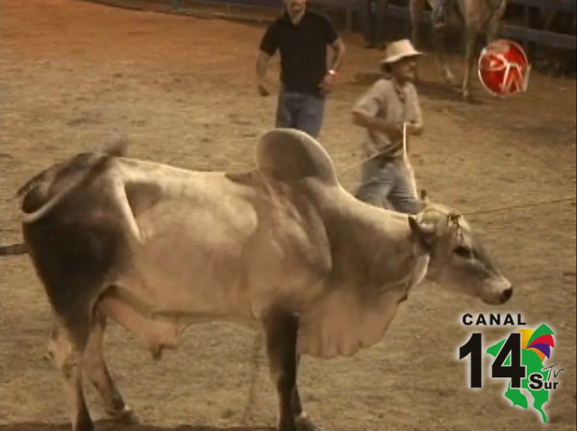 Colinas de Buenos Aires se prepara para recibir a grandes toros