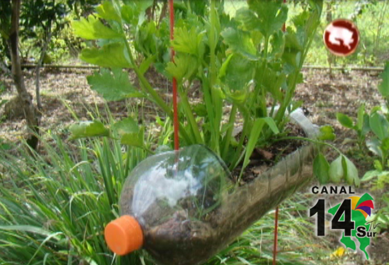 MAG promueve el cultivo de hortalizas en recipientes reciclados en Pejibaye