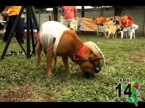 Senasa atiende unas 250 denuncias por maltrato animal en la zona Sur