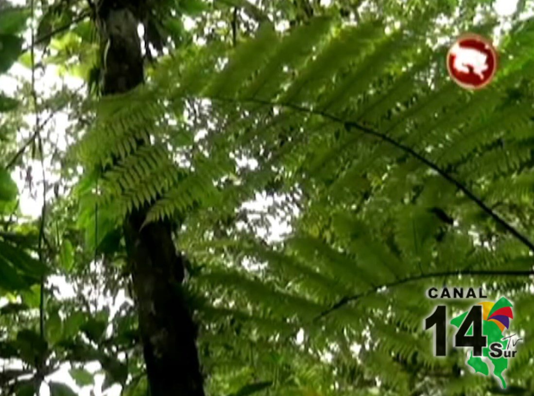 Guardaparques monitorean los mamíferos en el Parque Nacional Corcovado