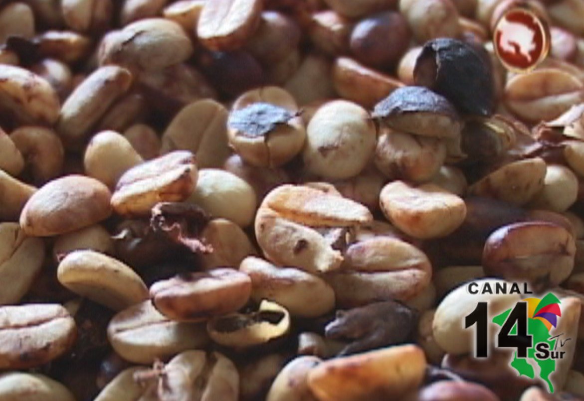 Beneficio CoopeAgri R.L. logró la mayor captación de café en la cosecha 2014-2015 en el país