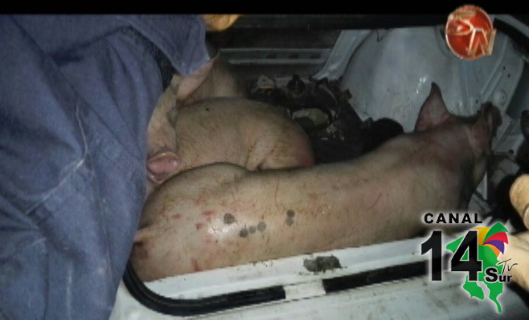 Policía aprehende en frontera con Panamá a tres sospechosos por robo de cerdos
