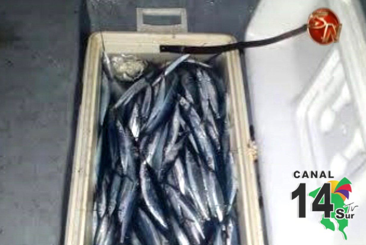 Guardacostas captura a dos hombres sospechosos de pesca ilegal de pez aguja en el Golfo Dulce