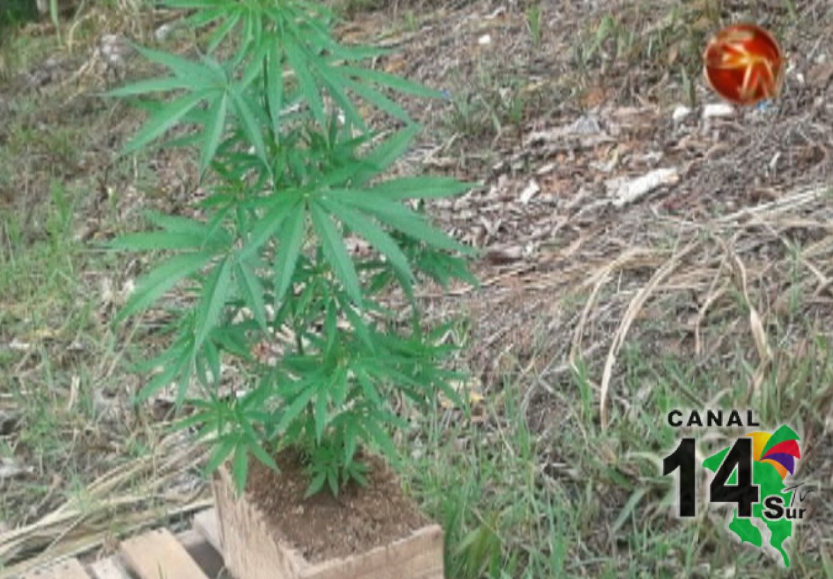 Fuerza Pública decomisa matas de marihuana en techo de vivienda en Pérez Zeledón