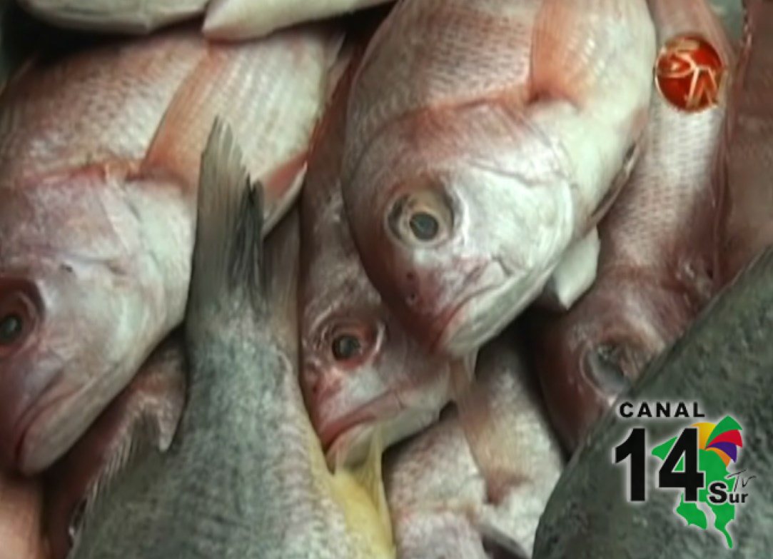 CCSS pide a la población tomar precauciones al comprar pescado