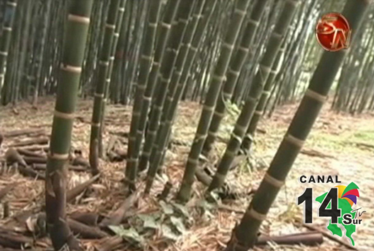 MAG desarrollará proyecto modelo de Bambú en la zona Sur