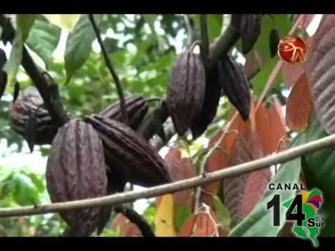 Coopeagri R.L pretende en un año tener resultados concretos sobre la producción del cacao
