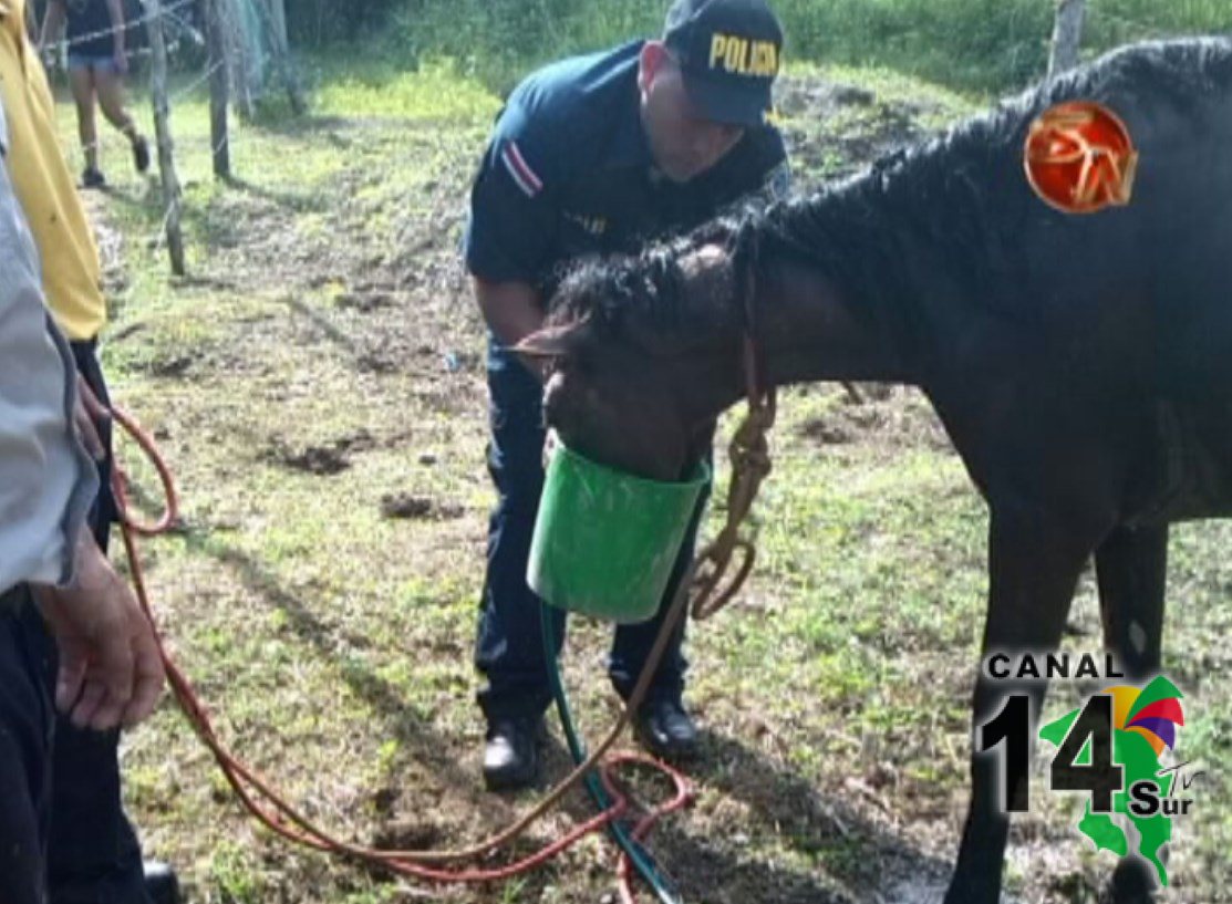 Fuerza Pública y bomberos rescatan caballo en Puerto Jiménez en Golfito