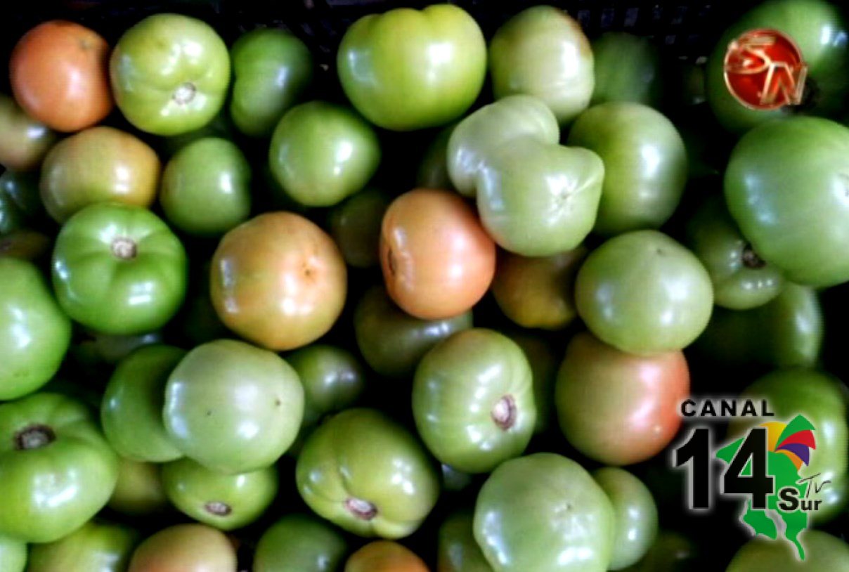 Muestran producción de tomate en Villa Argentina de Platanares