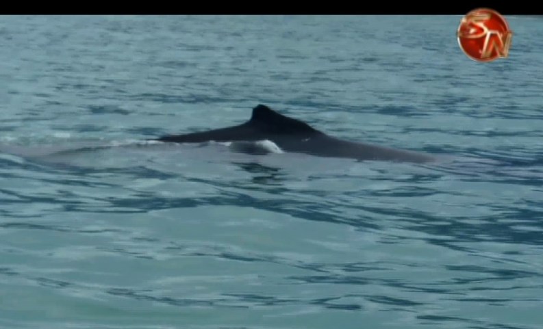 Osa  es uno de los 10 mejores lugares en el mundo para el avistamiento de ballenas