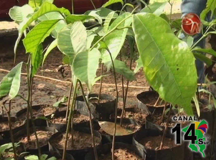 Fundación Sembrando Agua hizo entrega hoy de 12 mil árboles