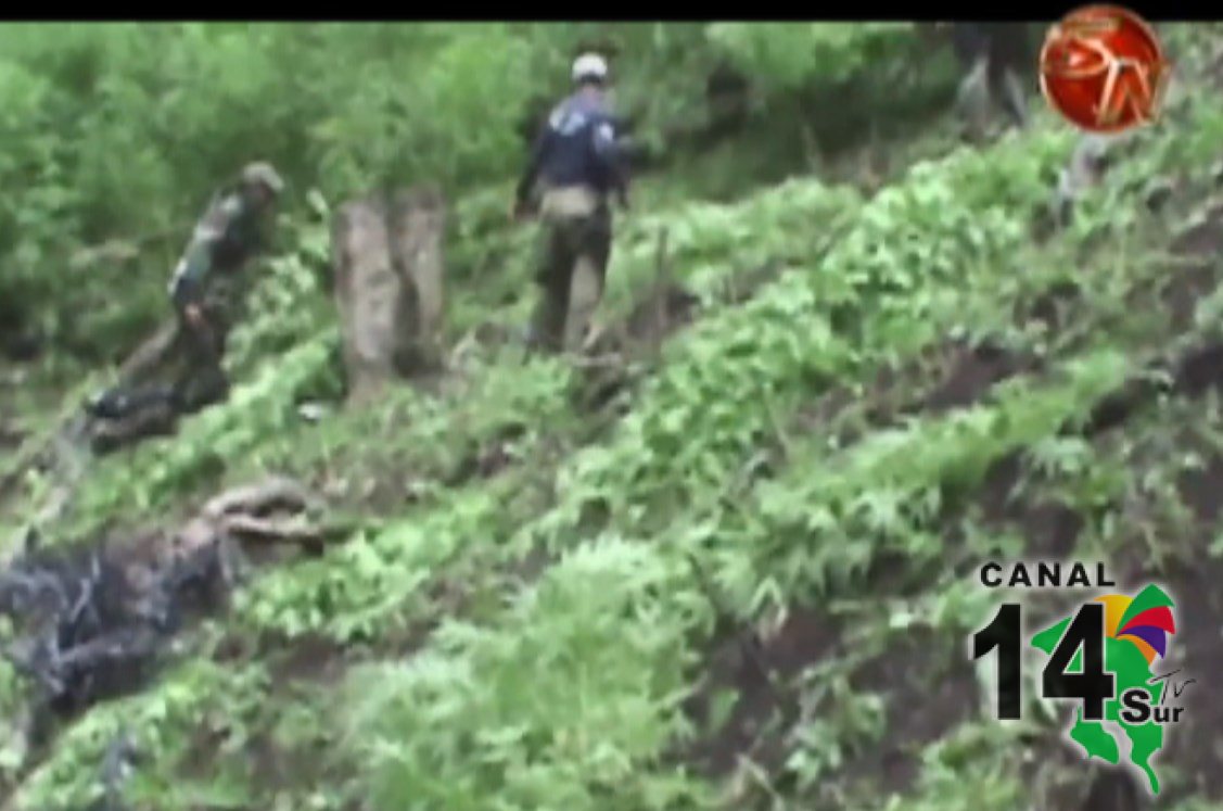 Policías ubican  más de 246 mil matas de marihuana en la zona Sur