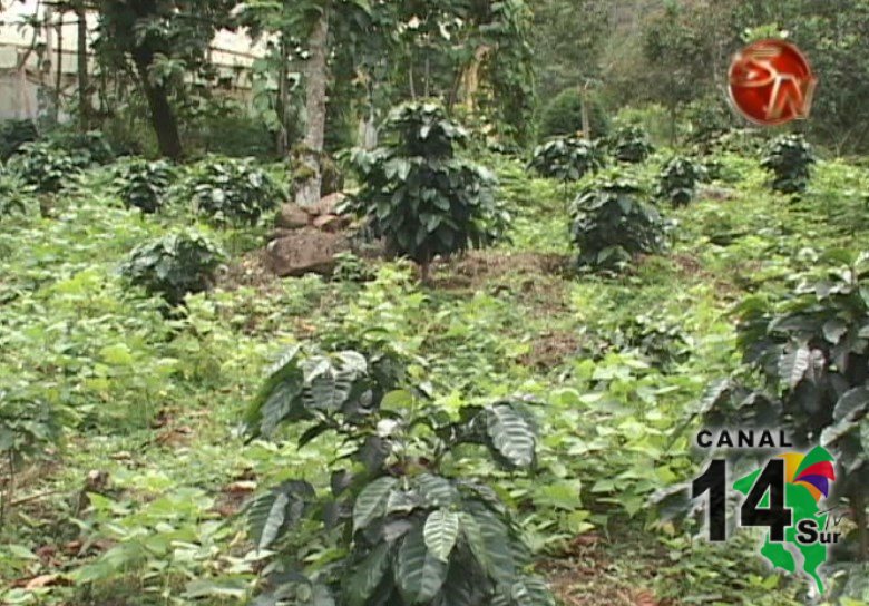 62 productores de café de Pérez Zeledón tendrán que devolver recursos del Fideicomiso tras uso inadecuado