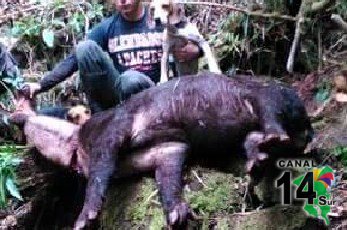 Ministerio Público investiga supuesta organización delicada a la caza ilegal en Pérez Zeledón