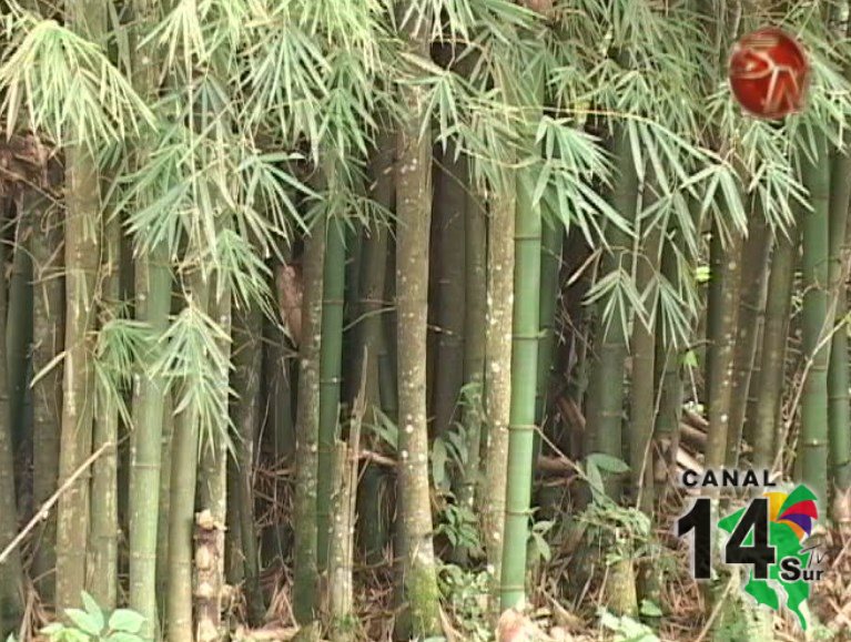 Región Brunca tendrá 5 mil hectáreas sembradas de bambú en el 2020