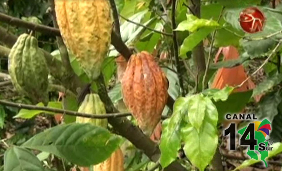 Corredores, Golfito y Osa participarán en proyecto piloto de siembra de cacao