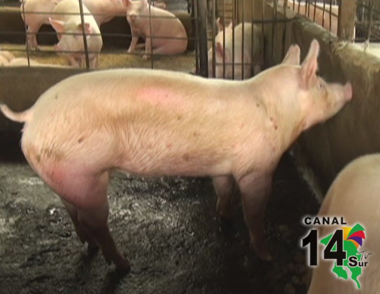 Productores de cerdo de Pérez Zeledón inaugurarán planta empacadora de carne