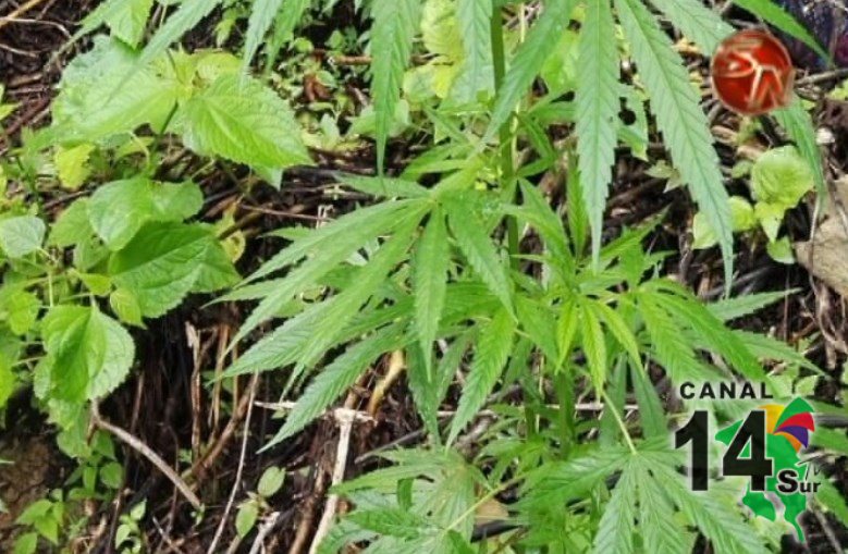 La Fuerza Pública destruyó una plantación de marihuana en San Pedro de Pérez Zeledón