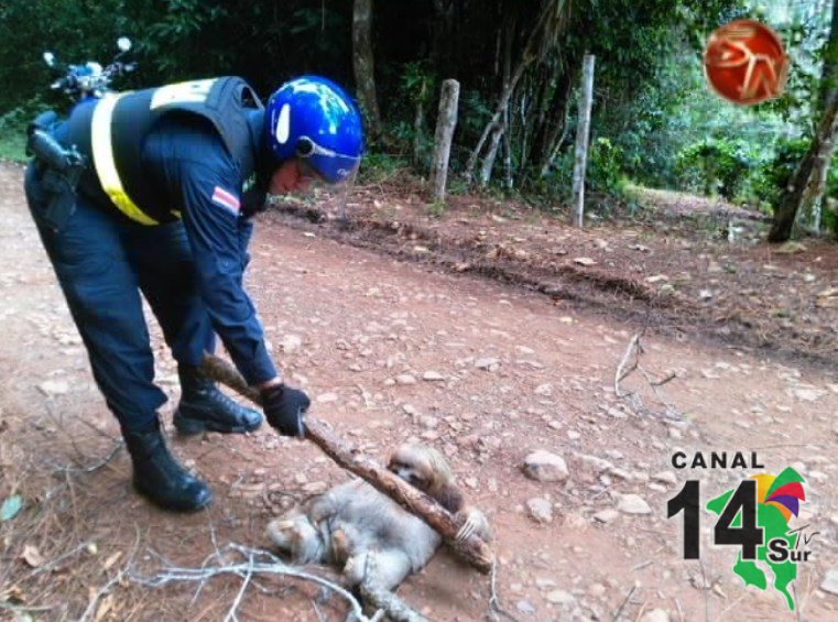 Los oficiales de la Fuerza Pública rescataron un oso perezoso en Pérez Zeledón