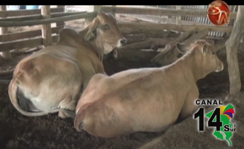 30 fincas demostrativas de ganado en la zona Sur utilizan el MAG como ejemplo