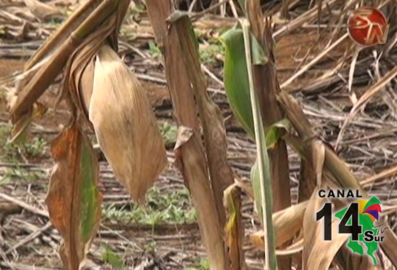 80% de productores de granos de la zona Sur alquilan propiedades para sembrar