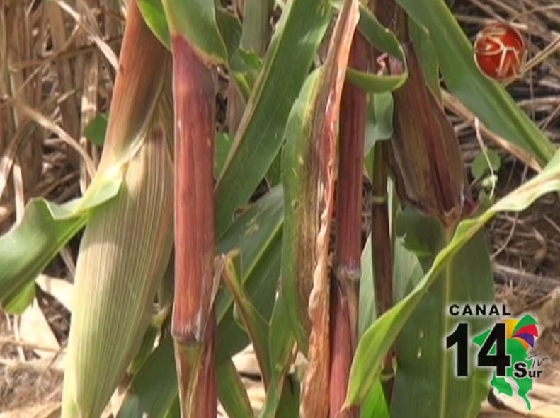 Empresas costarricenses adquieren 100% de la cosecha inverniz de maíz blanco de la Zona Sur