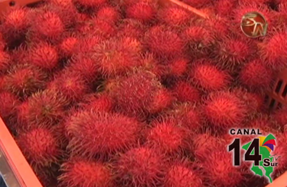 Este fin de semana se realizó la cuarta Feria Nacional del Rambután