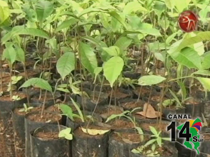 Fundación Sembrando Agua hará I Taller Forestal