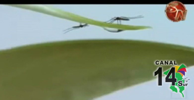 Ministerio de Salud pide eliminar criaderos de mosquitos para evitar más casos de Dengue