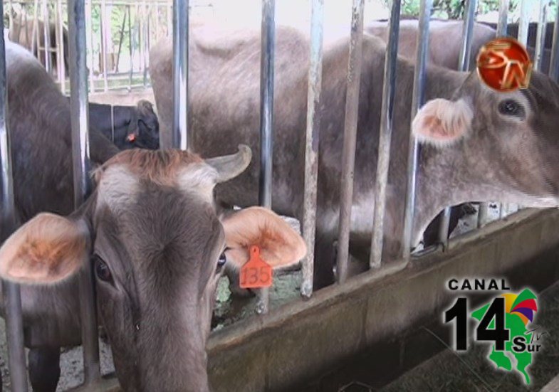 Harán juzgamiento de ganado lechero en Cedral de Cajón