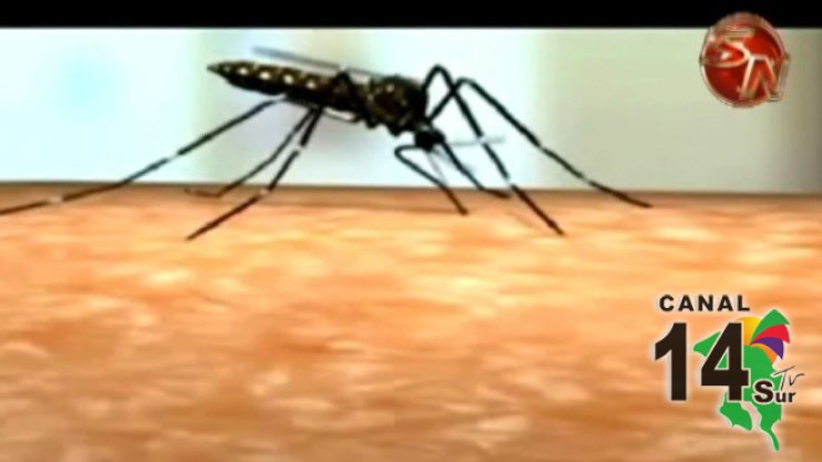 La zona Sur reporta gran cantidad de casos de dengue del país