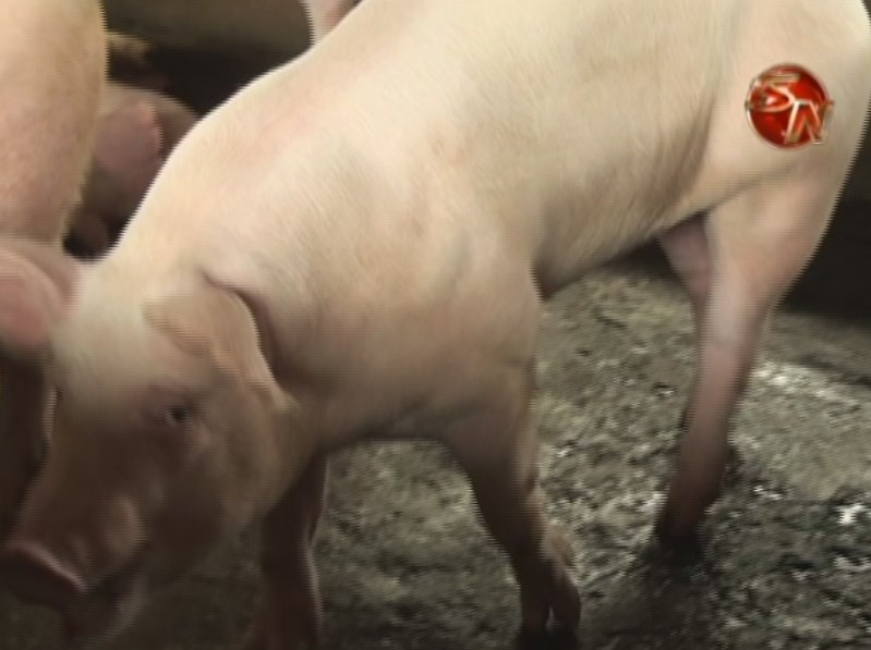 Especialistas analizarán situación del sector porcino