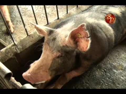 Productores de cerdos de Pérez Zeledón adquiere verracos para mejorar genética