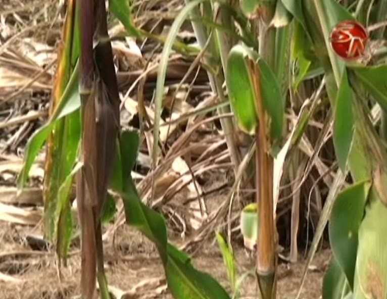 Productores hablarán sobre experiencia en la siembra de maíz