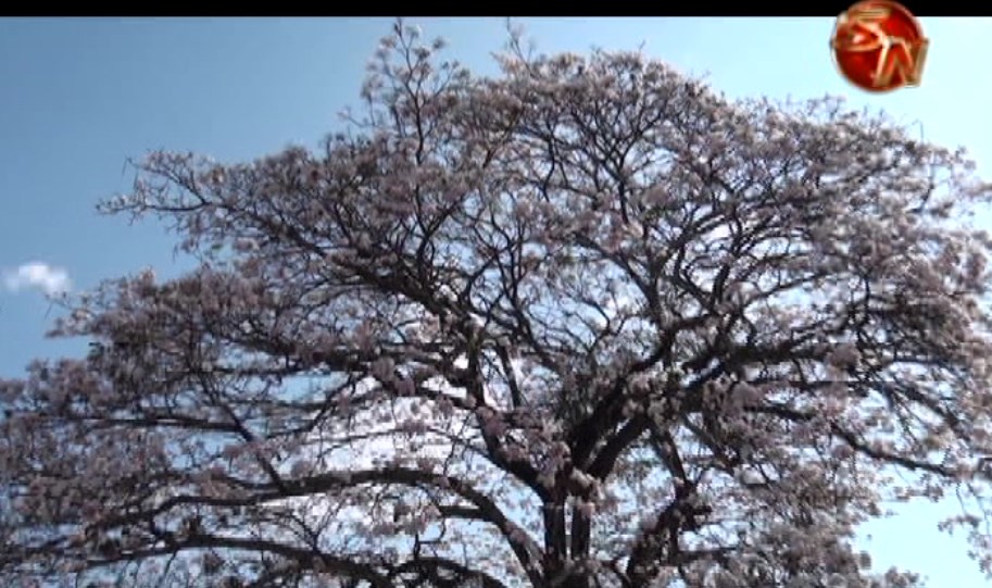 Árbol Roble Sabana embellece la ciudad de San Isidro de El General