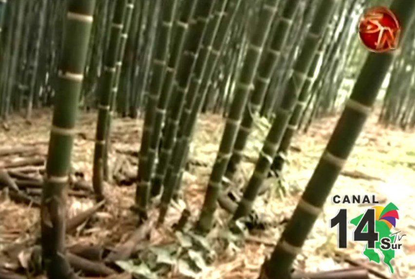 Buscan potenciar el cultivo de Bambú mediante un Seminario Nacional