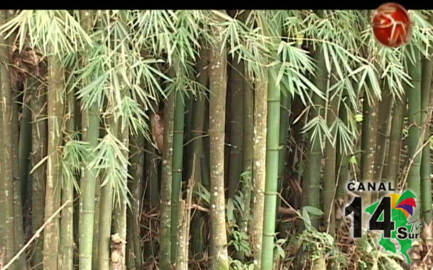 Comisión de Bambú espera tener este año los estudios para instalar planta