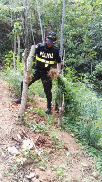 Fuerza Pública halla más de 900 plantas de marihuana en Pérez Zeledón