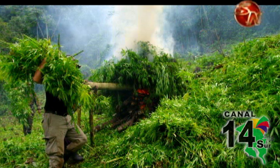 Fuerza Pública halló 93 plantas de marihuana