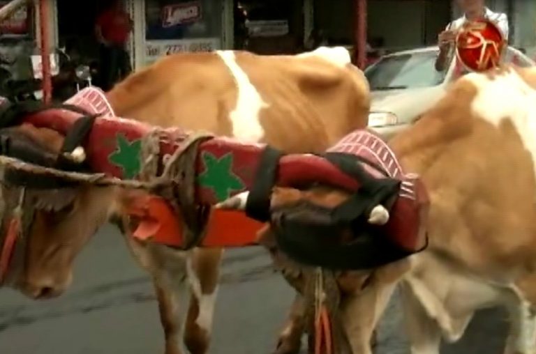 Esperan a unos 70  boyeros en desfile en honor a San Isidro Labrador