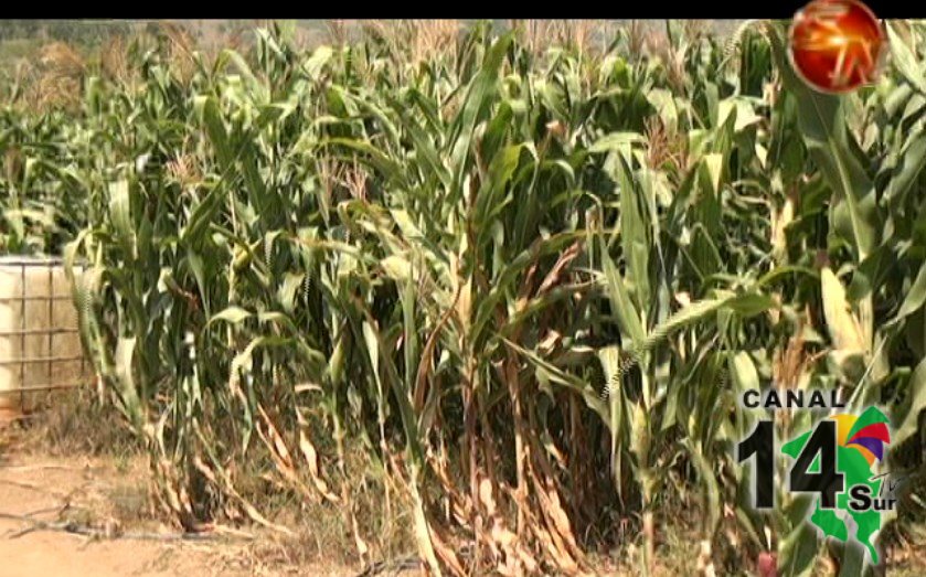Productores de la zona Sur están preocupados por tener 45 mil quintales de maíz en bodega
