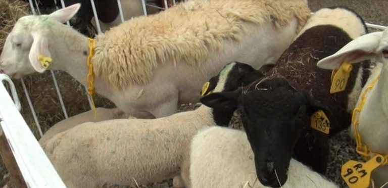 Productores de cabras y ovejas buscan más mercado en la zona Sur