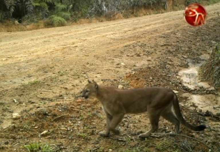 Un Puma fue visto en el Corredor Biológico El Quetzal en Buenos Aires de Puntarenas