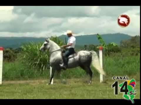 Amantes de lo equino colaboraron con el hogar Betania y aprendieron sobre los caballos